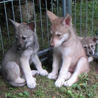 Bagheras Babys 025