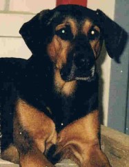 Denny2