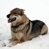 Akira