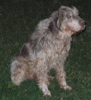 arko